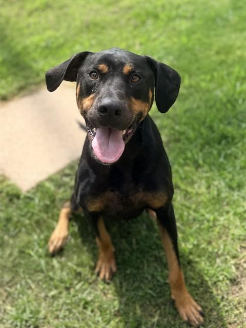 Enlarge MAX, a Adoptable Doberman Pinscher in Sugar Land, TX image 1/1
