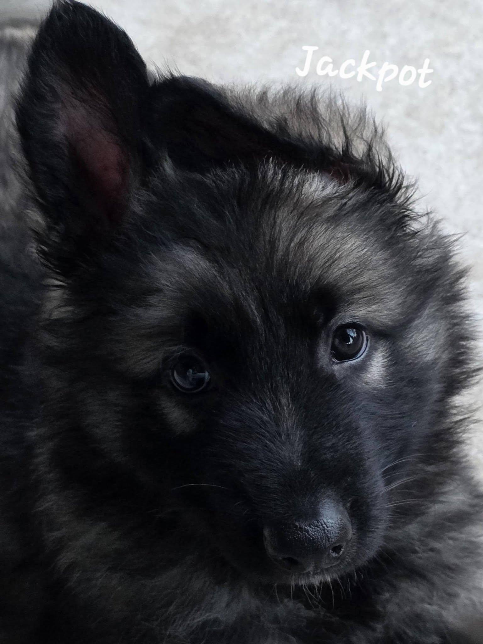 Jackpot DD — thumbnail 5