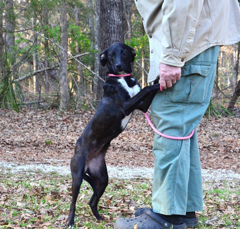 Enlarge Paige, a Adoptable mixed breed in Willingboro, NJ image 1/6