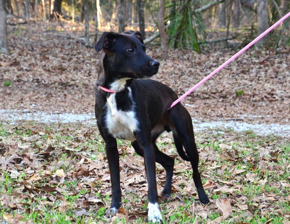 Enlarge Paige, a Adoptable mixed breed in Willingboro, NJ image 2/6