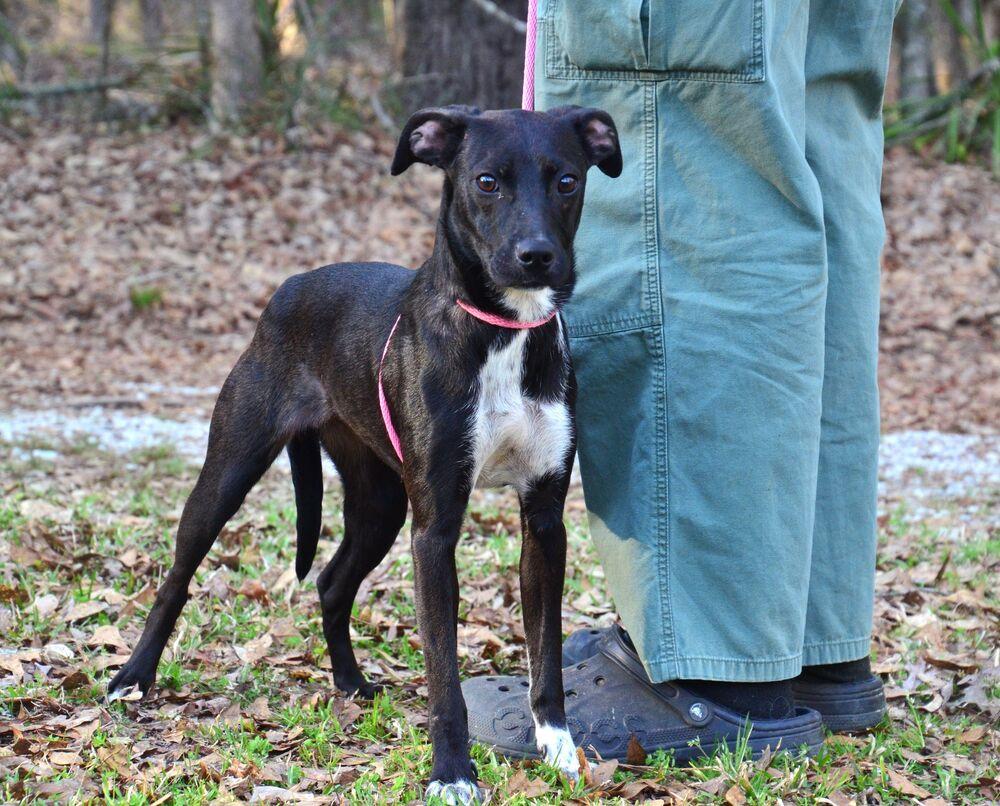 Enlarge Paige, a Adoptable mixed breed in Willingboro, NJ image 3/6