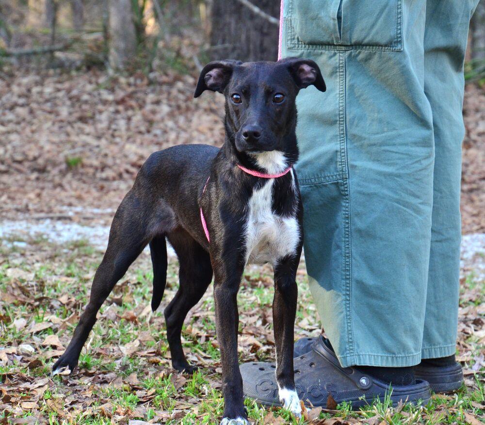 Enlarge Paige, a Adoptable mixed breed in Willingboro, NJ image 4/6
