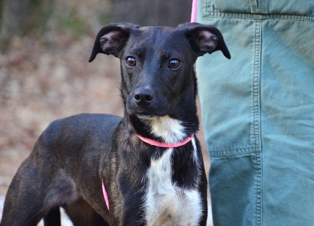 Enlarge Paige, a Adoptable mixed breed in Willingboro, NJ image 5/6