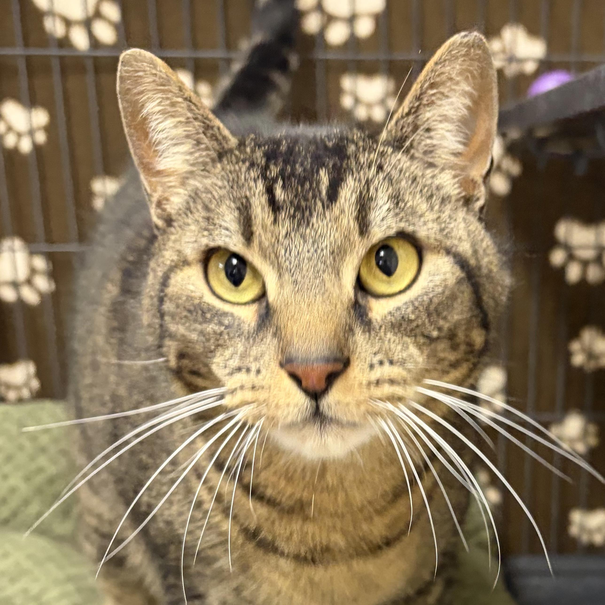 Bruno, ADOPTABLE, Adult Male Domestic Short Hair.