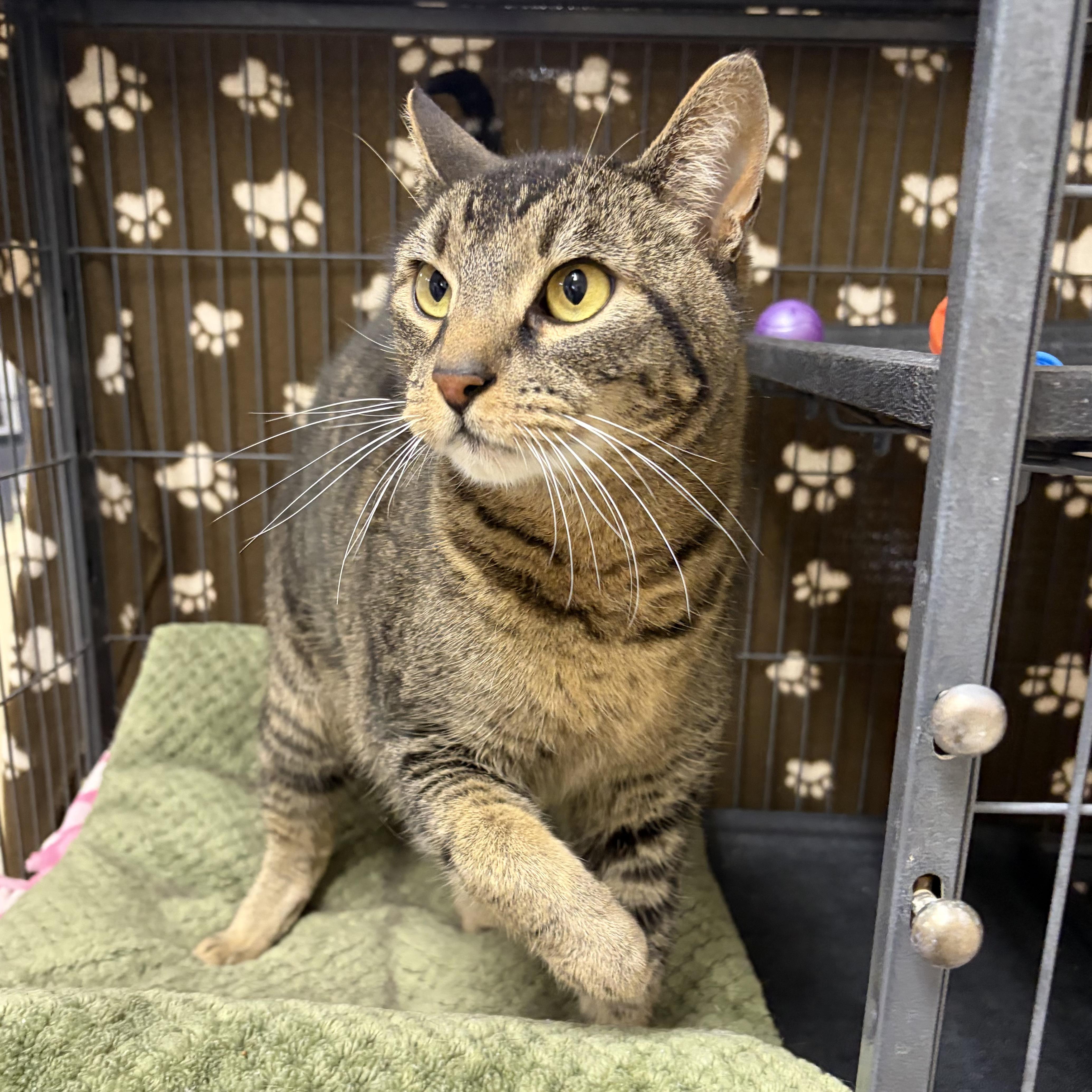 Enlarge Bruno, a ADOPTABLE Domestic Short Hair in Long Beach, WA image 3/3