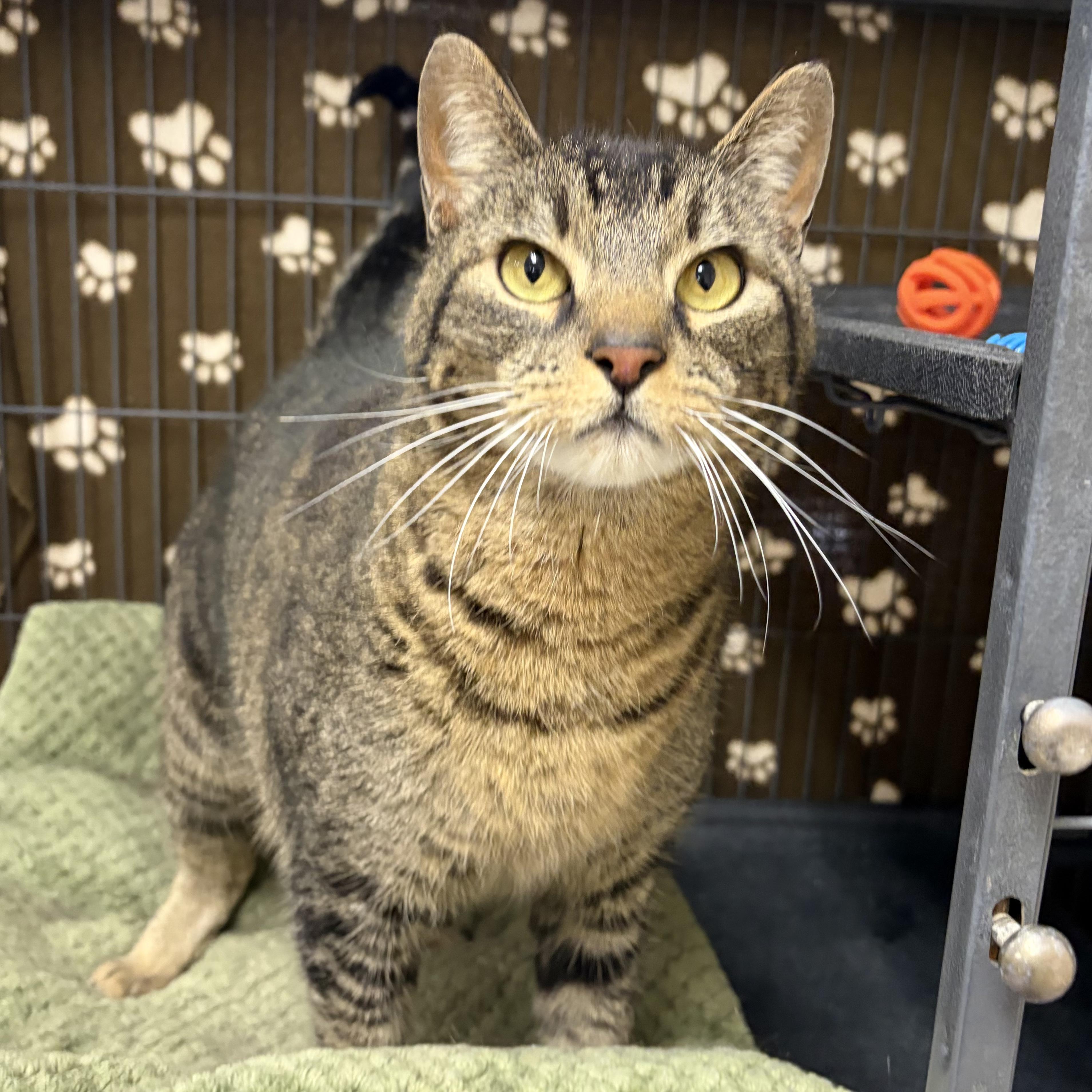 Enlarge Bruno, a ADOPTABLE Domestic Short Hair in Long Beach, WA image 2/3