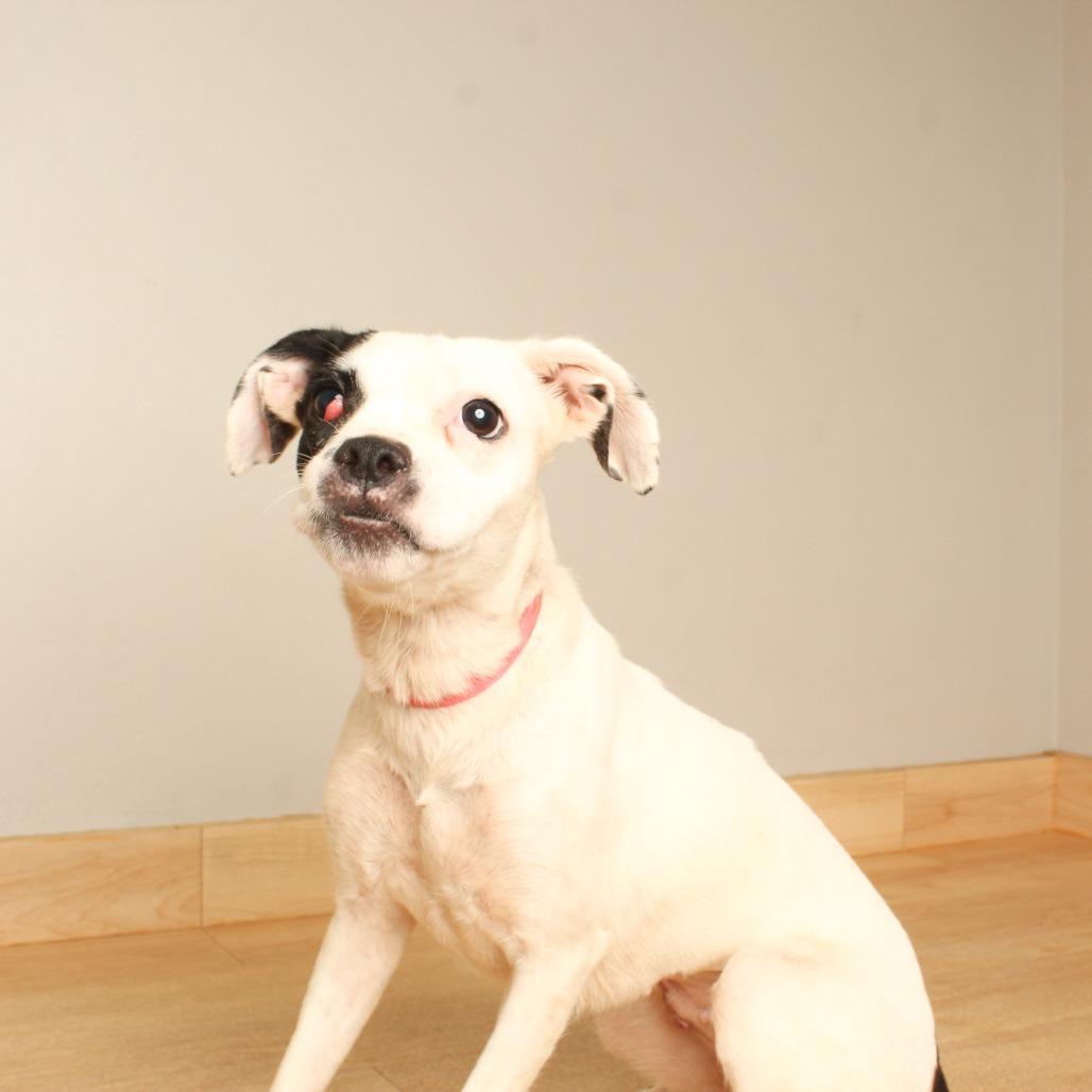 River D70983, Adoptable, Young Female Boston Terrier & Mixed Breed.