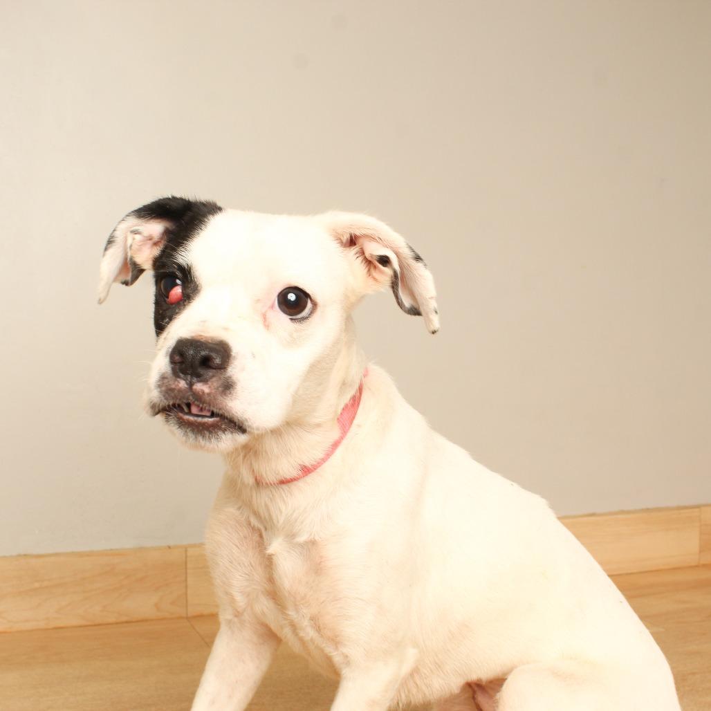 Enlarge River D70983, a Adoptable mixed breed in Minnetonka, MN image 2/4