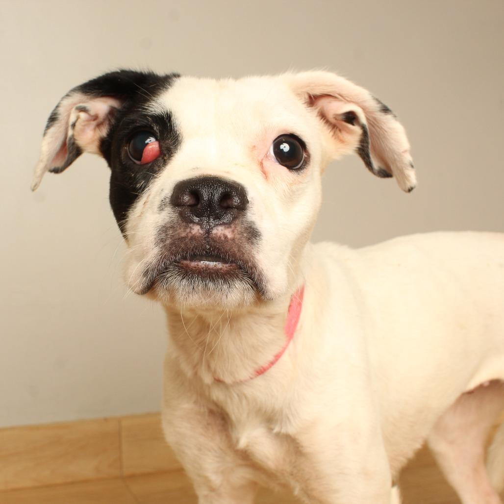 Enlarge River D70983, a Adoptable mixed breed in Minnetonka, MN image 3/4