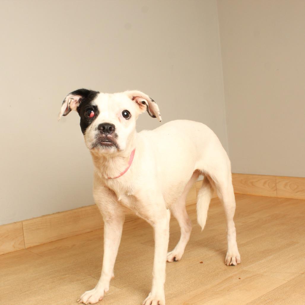 Enlarge River D70983, a Adoptable mixed breed in Minnetonka, MN image 4/4
