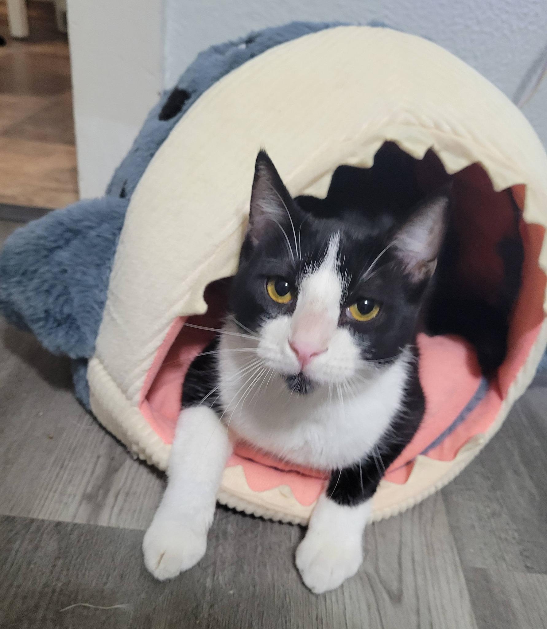 Brady, ADOPTABLE, Kitten Male Domestic Short Hair.