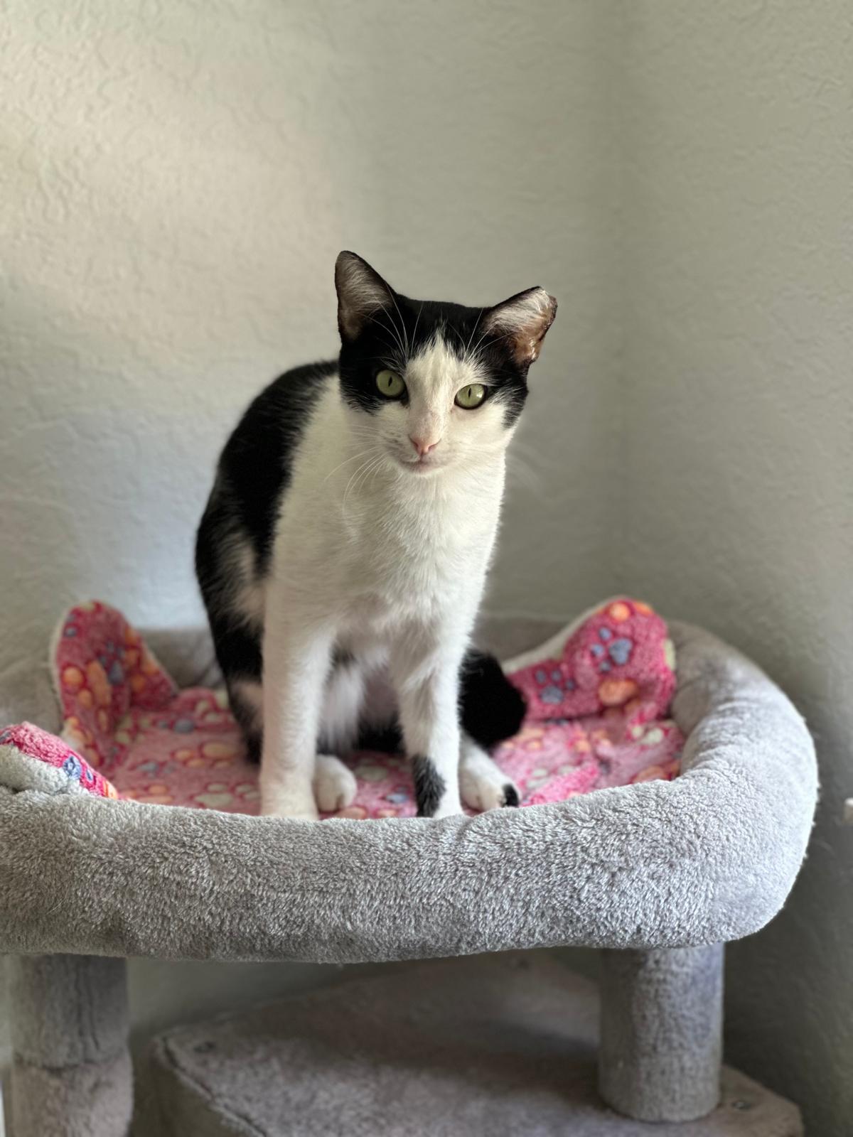 Enlarge Speed Bump, a Adoptable Domestic Short Hair in Salem, NH image 3/3