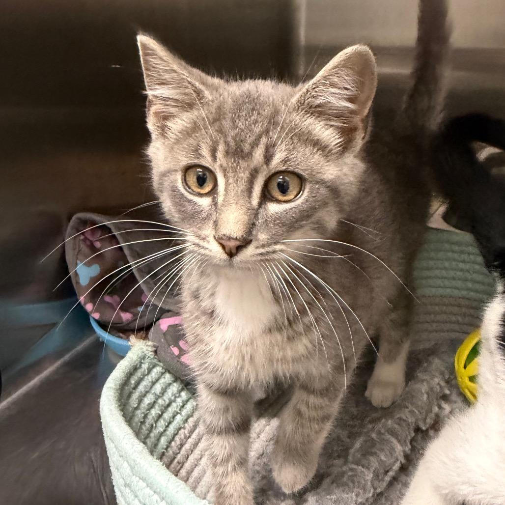 Enlarge Tom, a Adoptable Domestic Short Hair in Blairsville, GA image 1/1