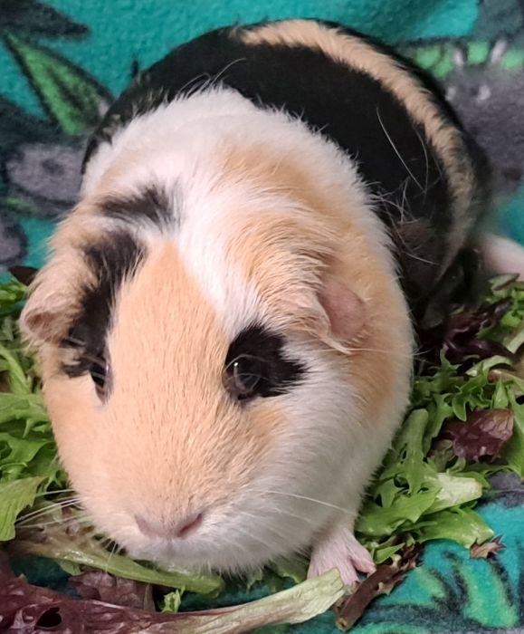 Enlarge Snickers, a ADOPTABLE Short-Haired in Gary, IN image 4/4