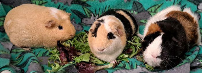 Snickers, ADOPTABLE, Adult Female Short-Haired.