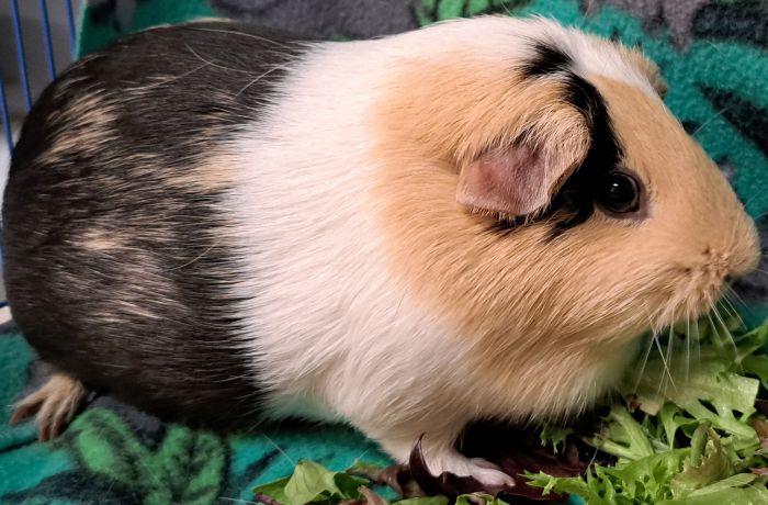 Enlarge Snickers, a ADOPTABLE Short-Haired in Gary, IN image 3/4