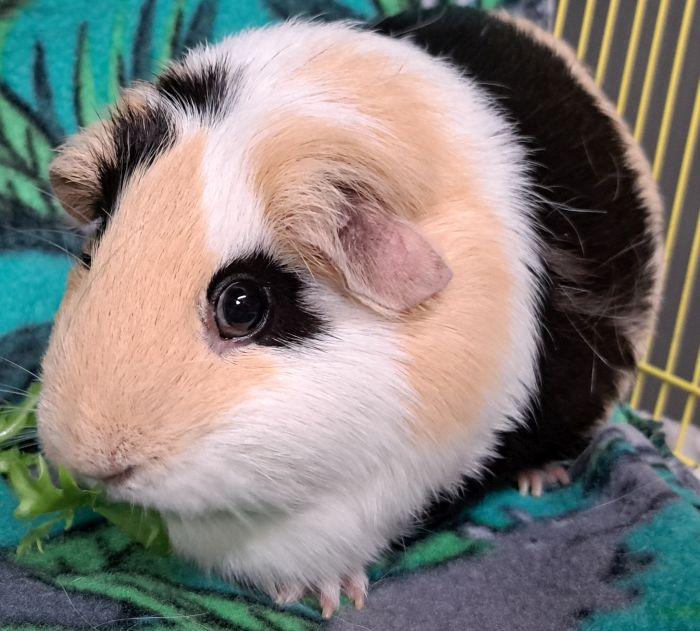 Enlarge Snickers, a ADOPTABLE Short-Haired in Gary, IN image 2/4