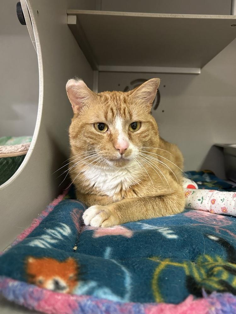 Jonny, Adoptable, Adult Male Domestic Short Hair.