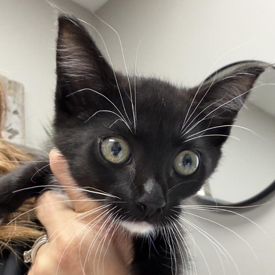 Ashley, Adoptable, Kitten Female Domestic Short Hair.