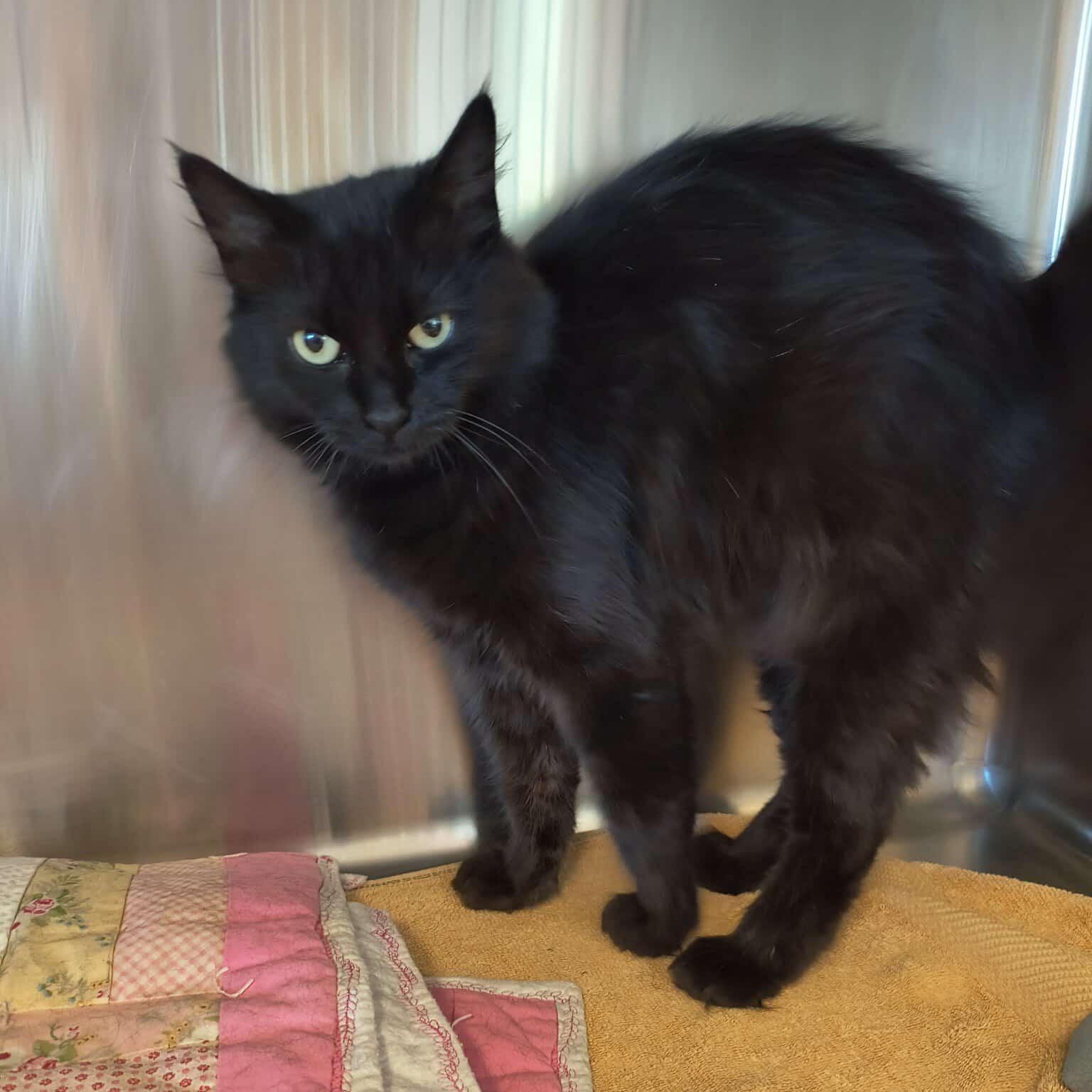 Enlarge Moe, a ADOPTABLE mixed breed in Weaverville, CA image 1/3