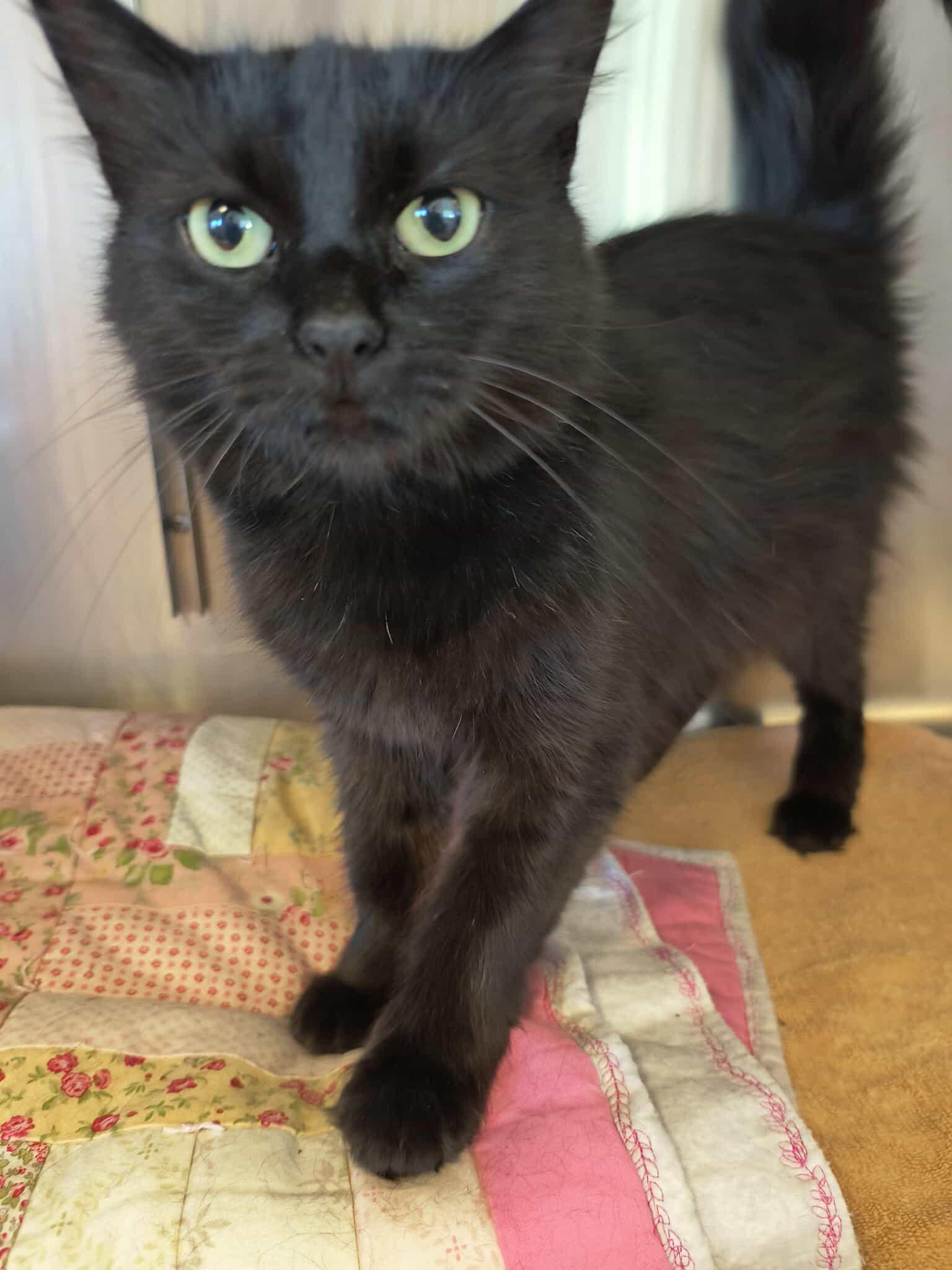 Enlarge Moe, a ADOPTABLE mixed breed in Weaverville, CA image 2/3