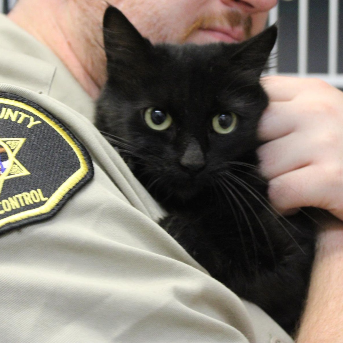 Enlarge Moe, a ADOPTABLE mixed breed in Weaverville, CA image 3/3