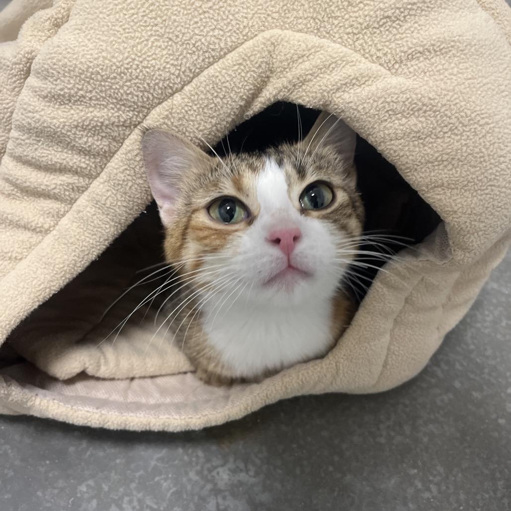 Flo, Adoptable, Adult Female Domestic Short Hair.