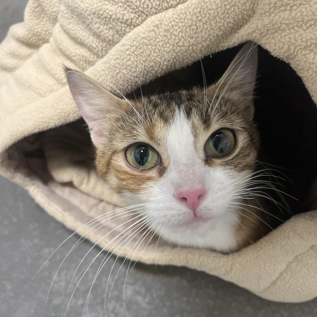 Flo, a Adoptable Domestic Short Hair in Bentonville, AR image 2/3