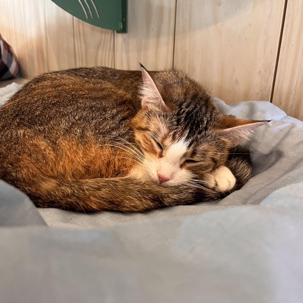 Flo, a Adoptable Domestic Short Hair in Bentonville, AR image 3/3