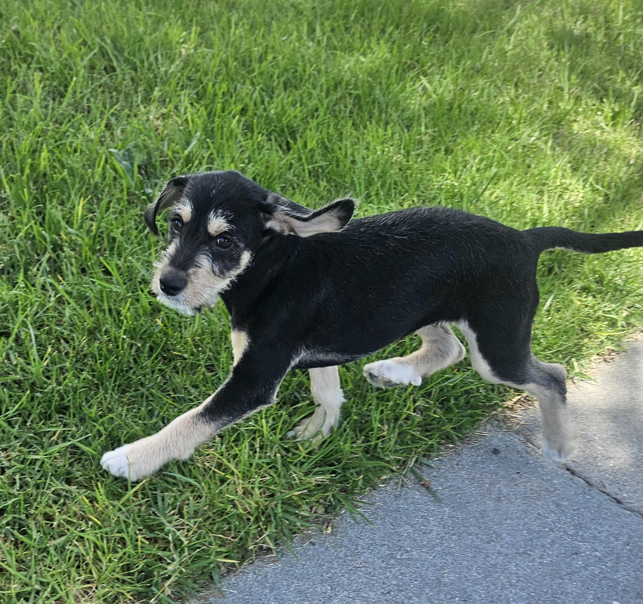 Jack, adopted, Puppy Male Schnauzer.