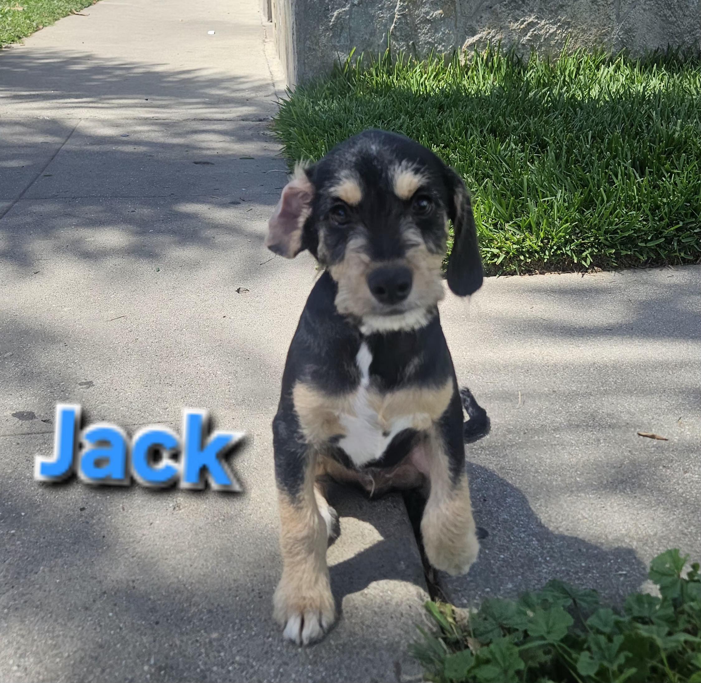 Enlarge Jack, an adopted mixed breed in Los Angeles, CA image 2/4