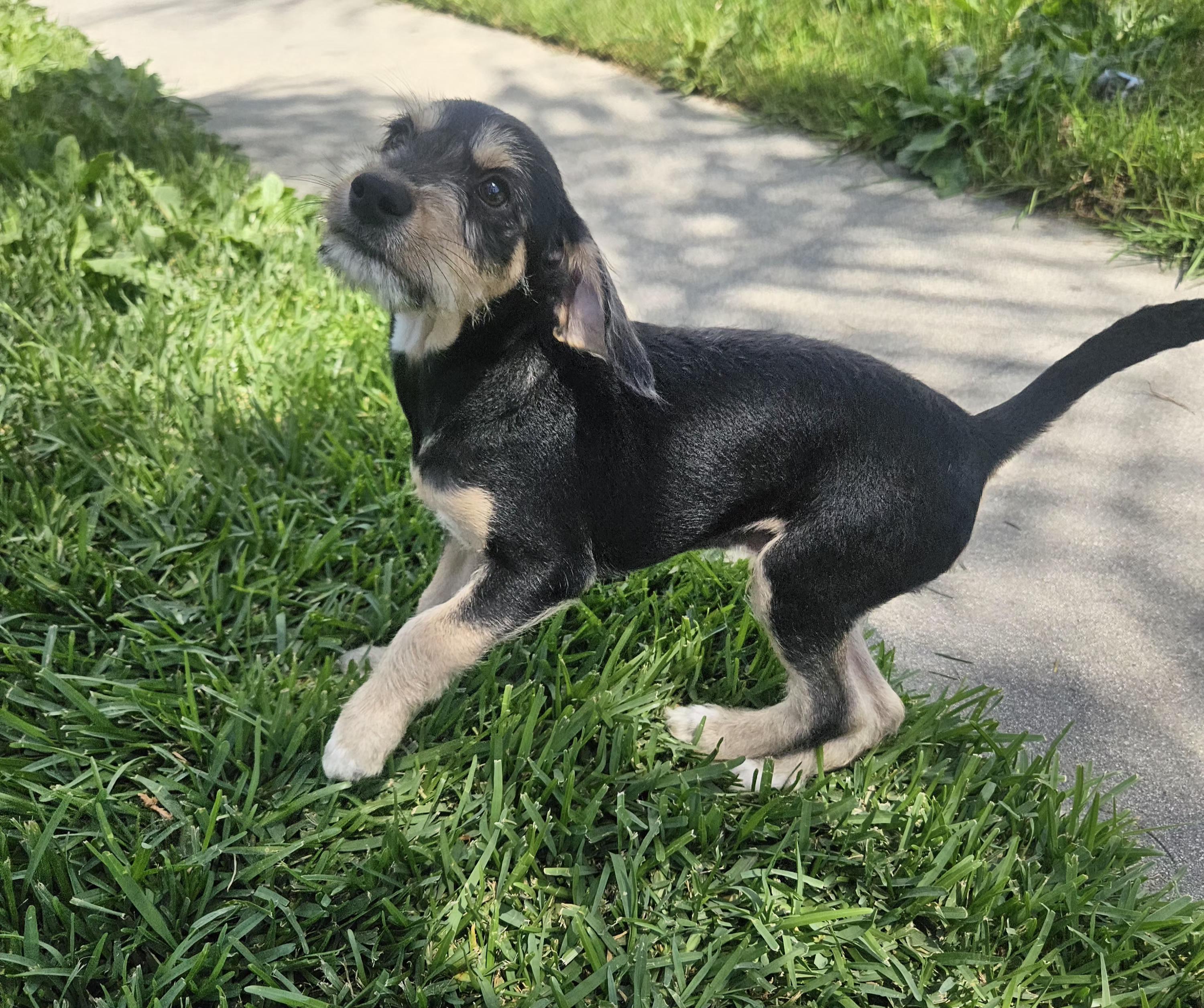 Enlarge Jack, an adopted mixed breed in Los Angeles, CA image 3/4