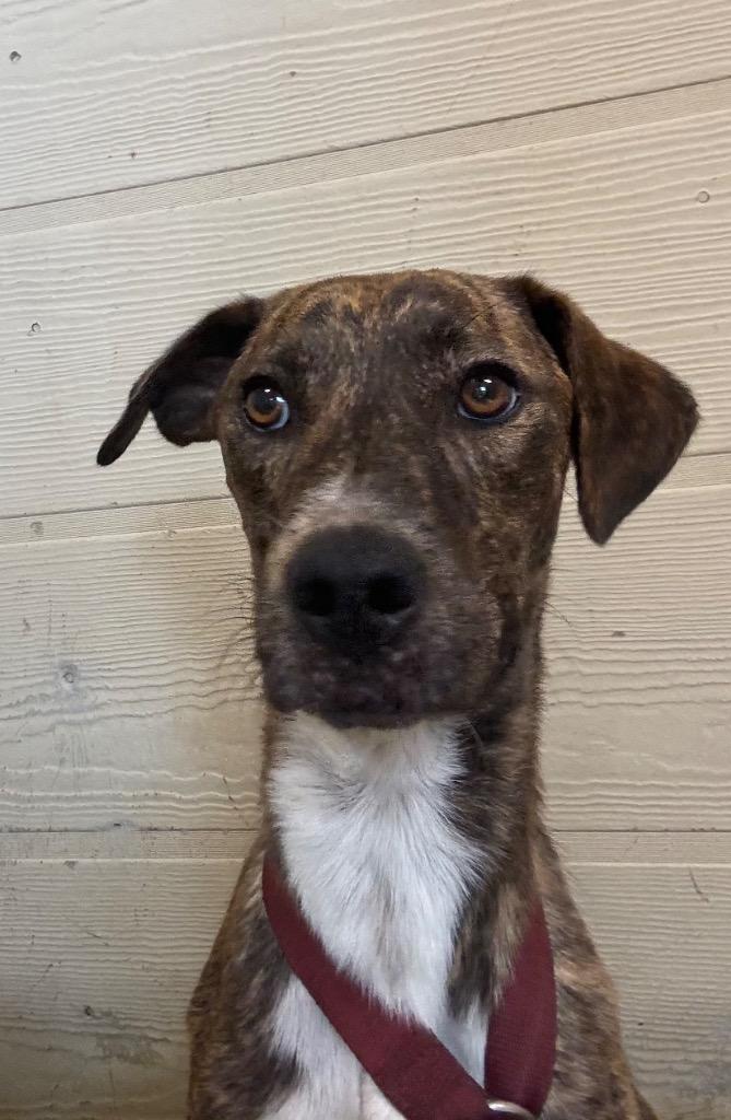Goose, Adoptable, Young Male Mixed Breed.