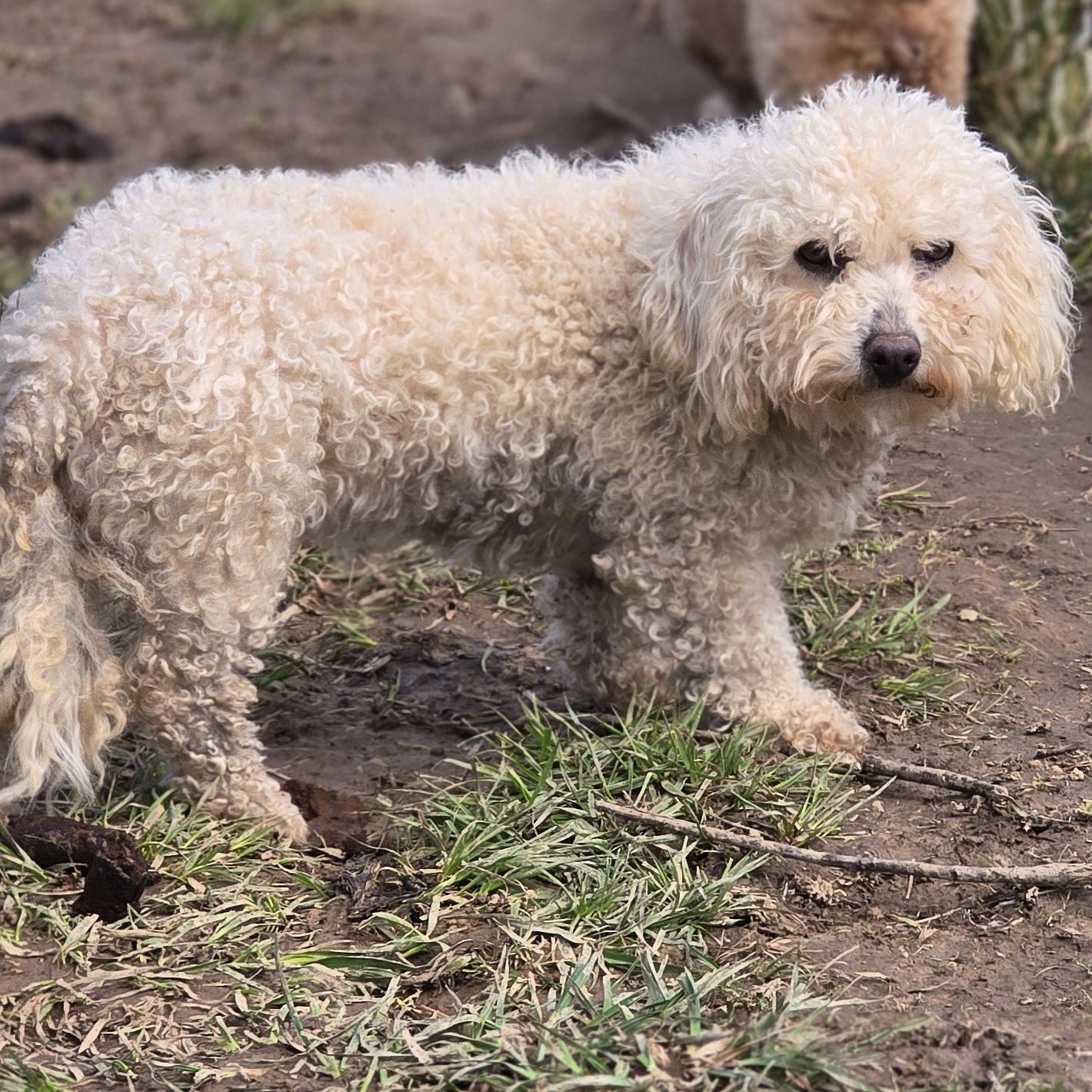 Enlarge Halo, a ADOPTABLE Bichon Frise in Zaleski, OH image 1/1