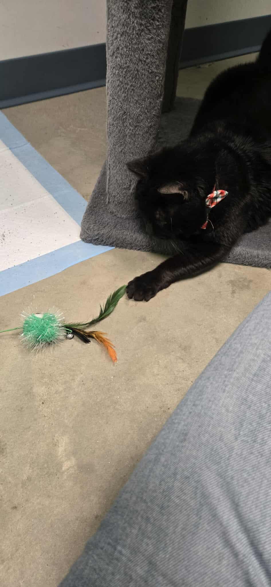 Pepper, a Adoptable Domestic Short Hair in Roslyn, WA image 2/3