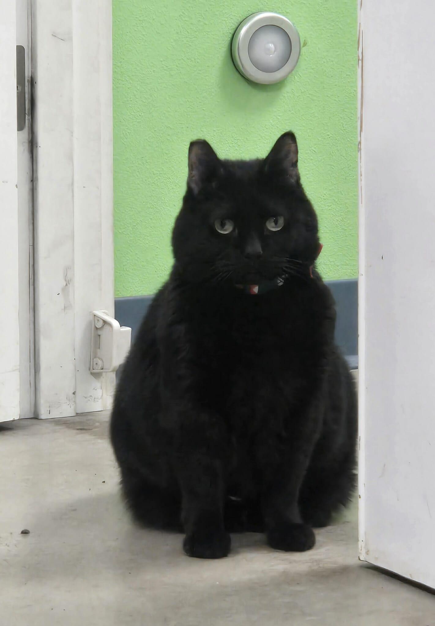 Pepper, a Adoptable Domestic Short Hair in Roslyn, WA image 3/3