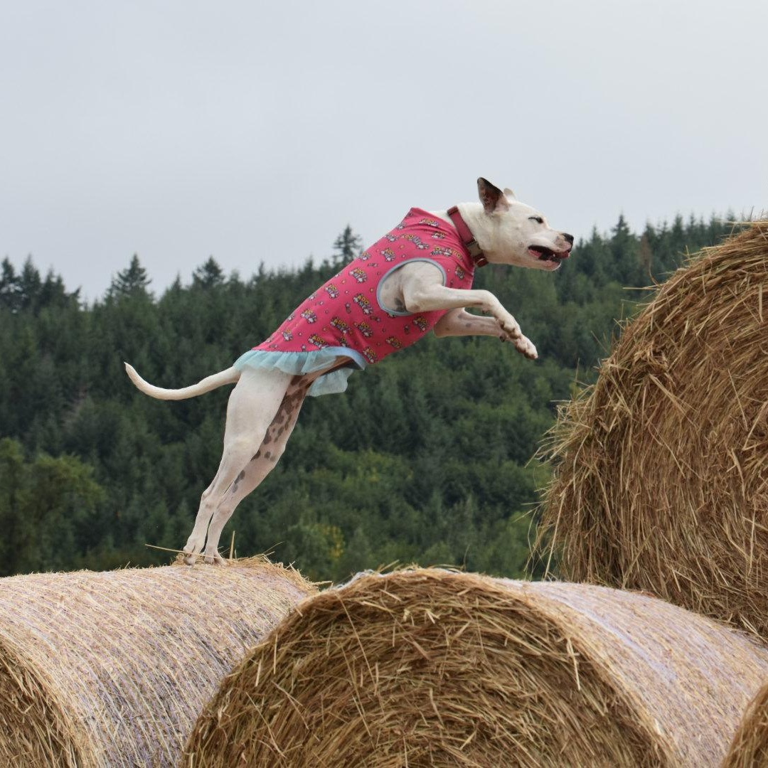 Enlarge Cleo, a Adoptable mixed breed in Oakville, WA image 6/6