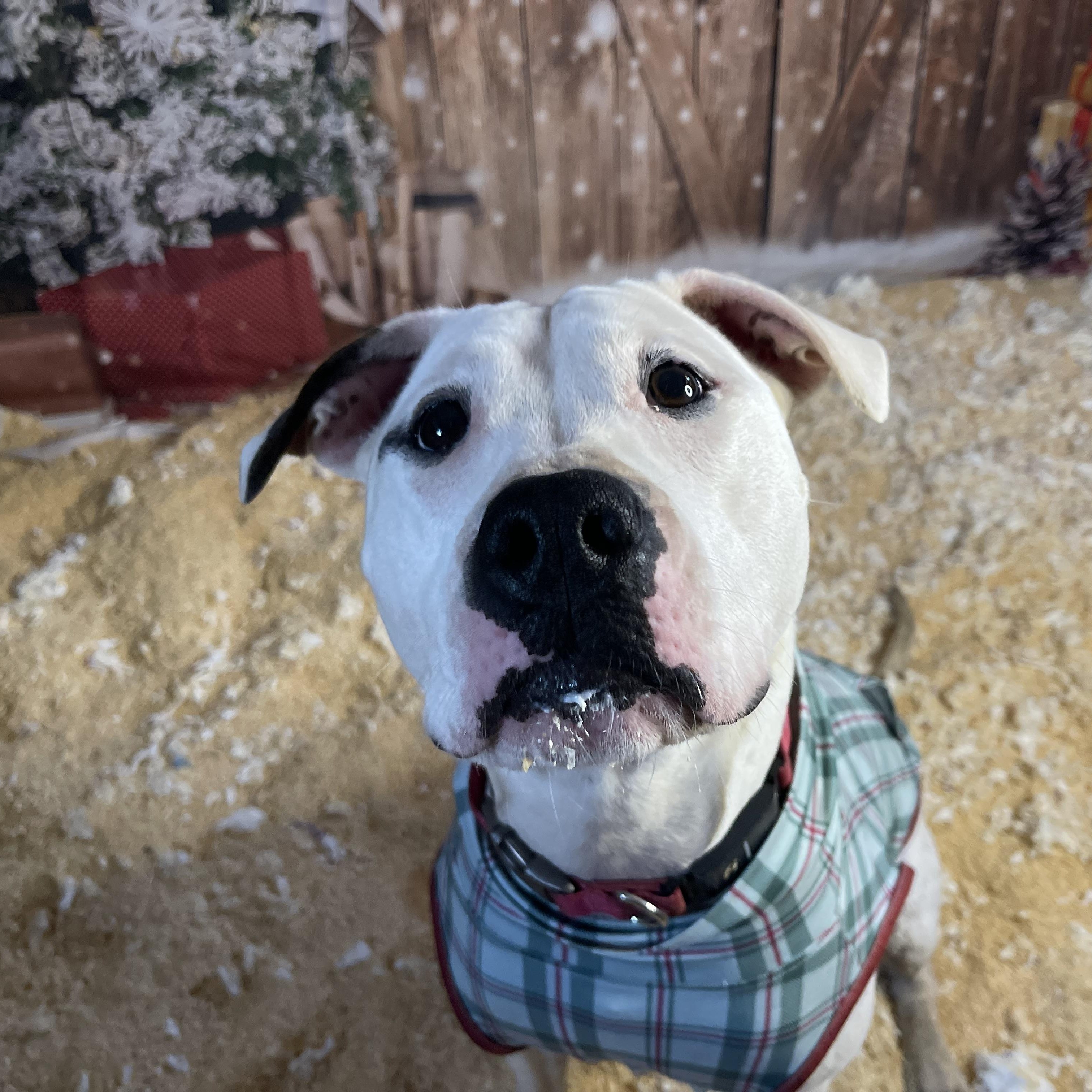 Cleo, Adoptable, Adult Female Pit Bull Terrier.