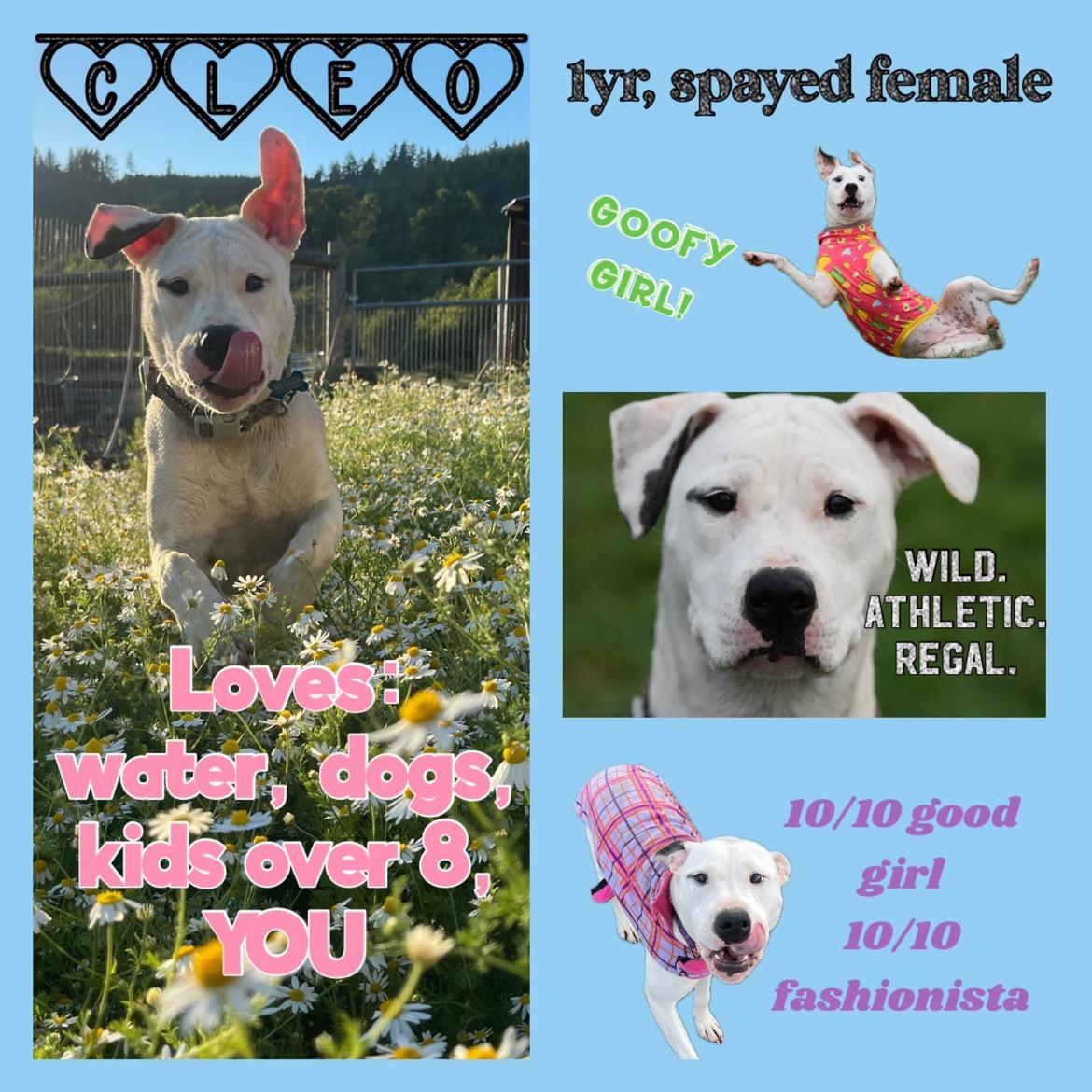 Enlarge Cleo, a Adoptable mixed breed in Oakville, WA image 4/6