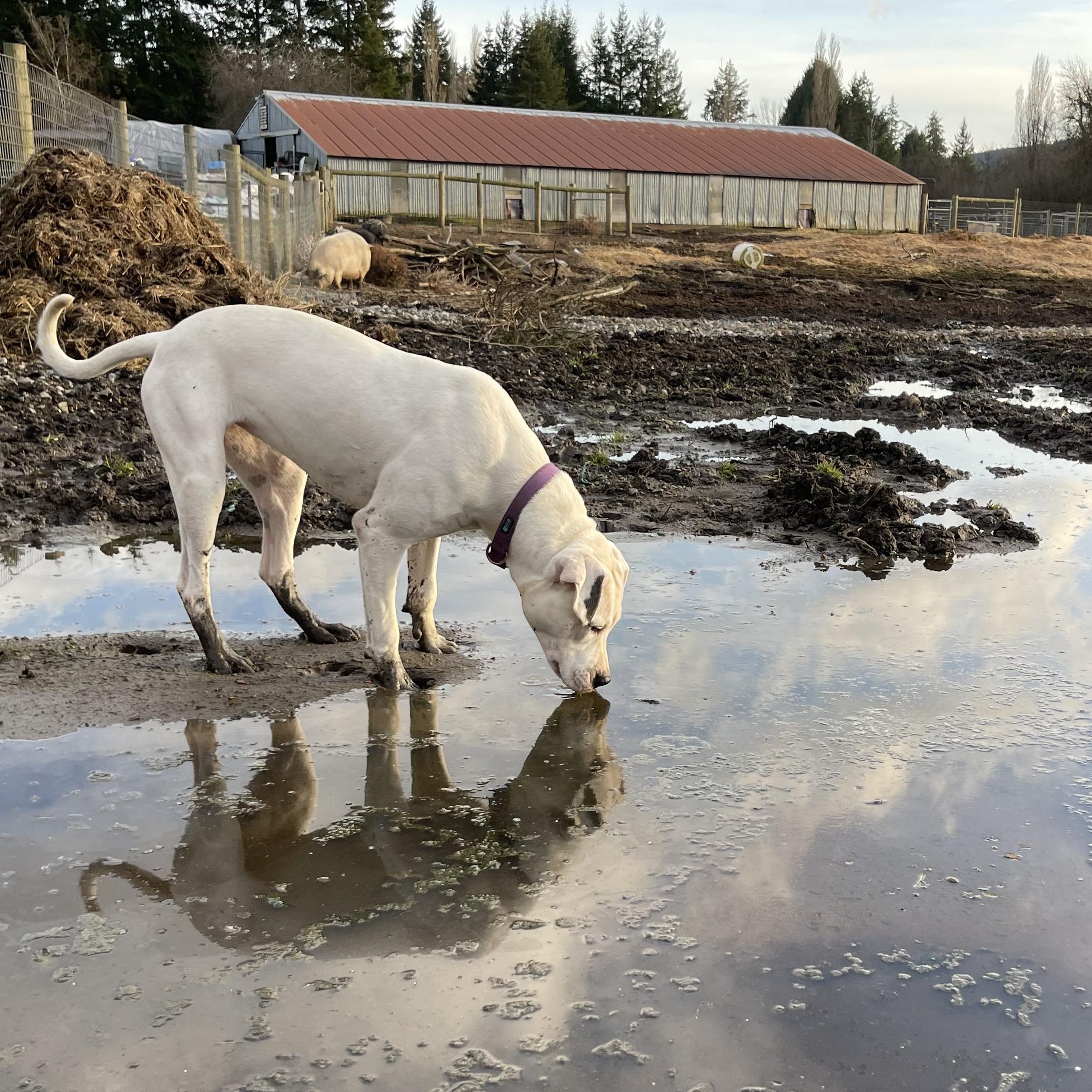 Enlarge Cleo, a Adoptable mixed breed in Oakville, WA image 6/6