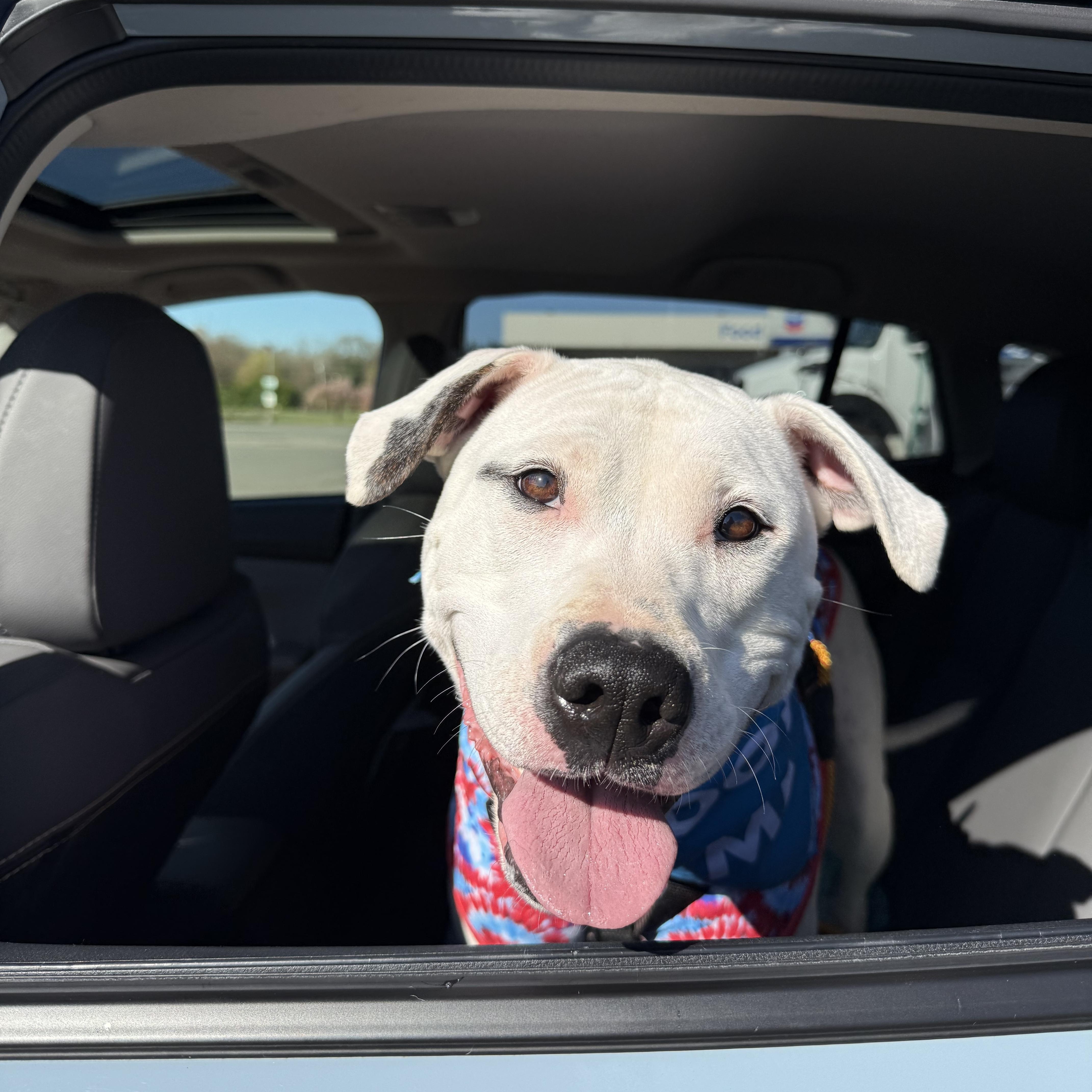 Cleo, Adoptable, Young Female Pit Bull Terrier.