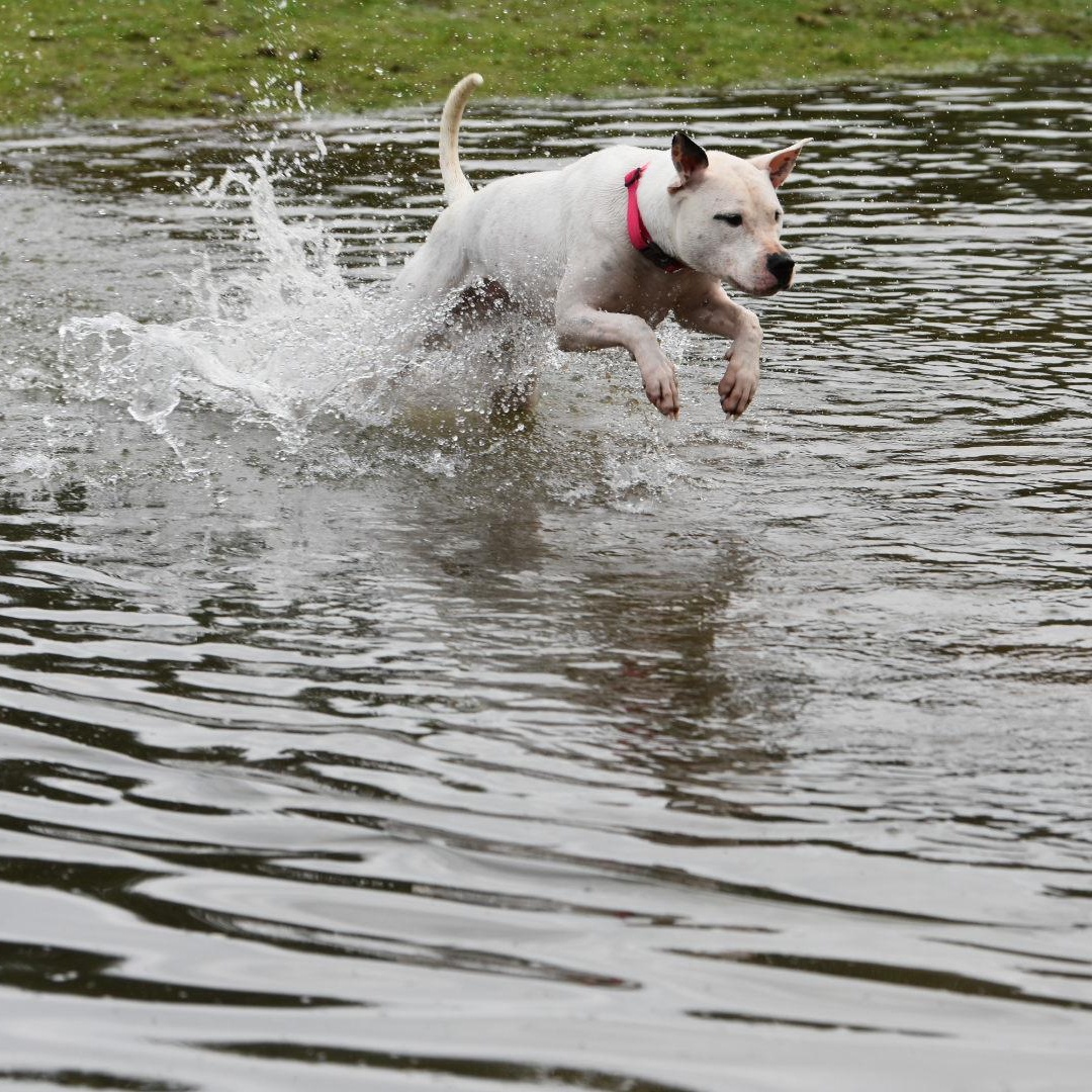 Cleo, a Adoptable mixed breed in Oakville, WA image 3/6