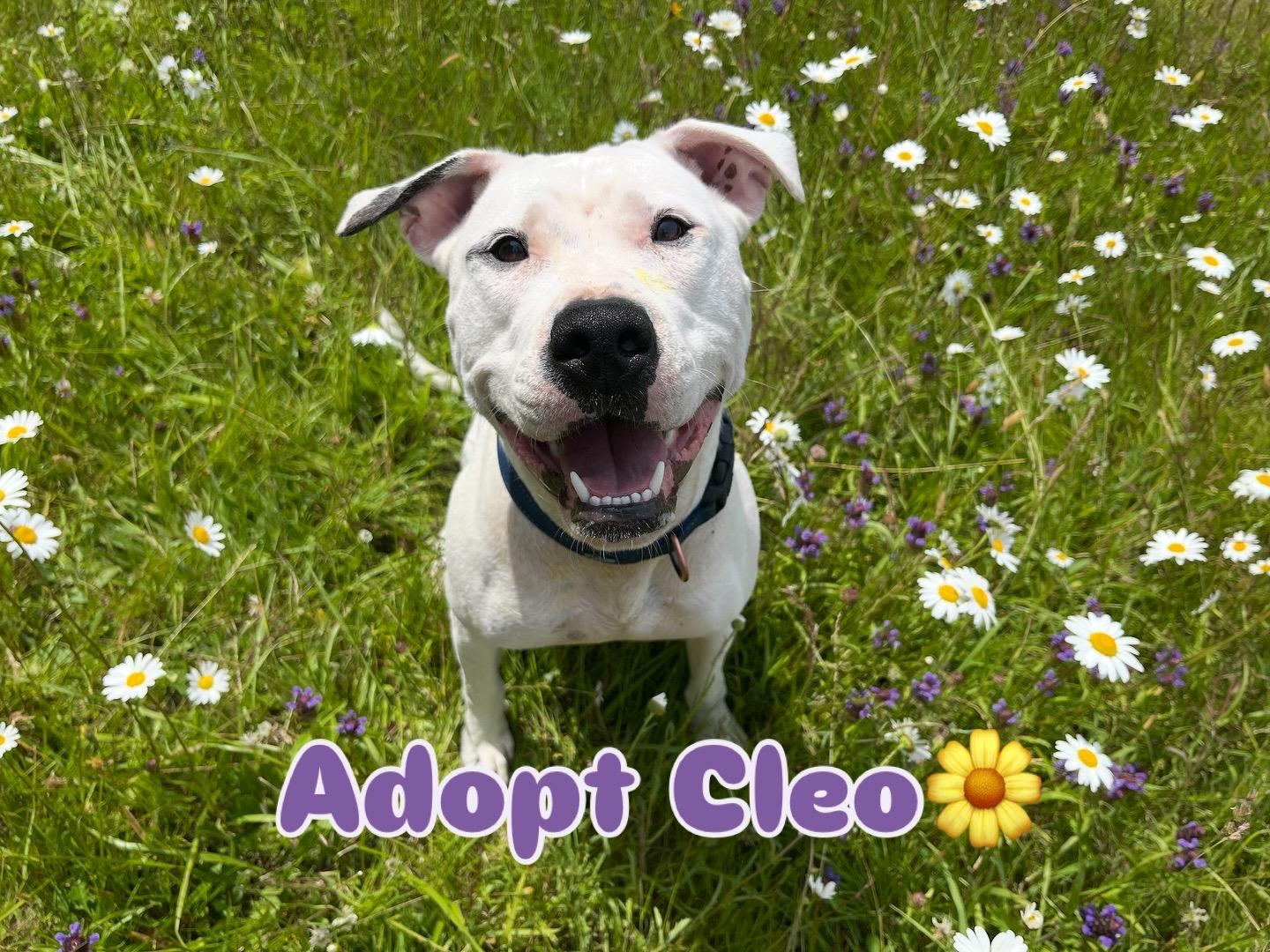Enlarge Cleo, a Adoptable mixed breed in Oakville, WA image 1/6
