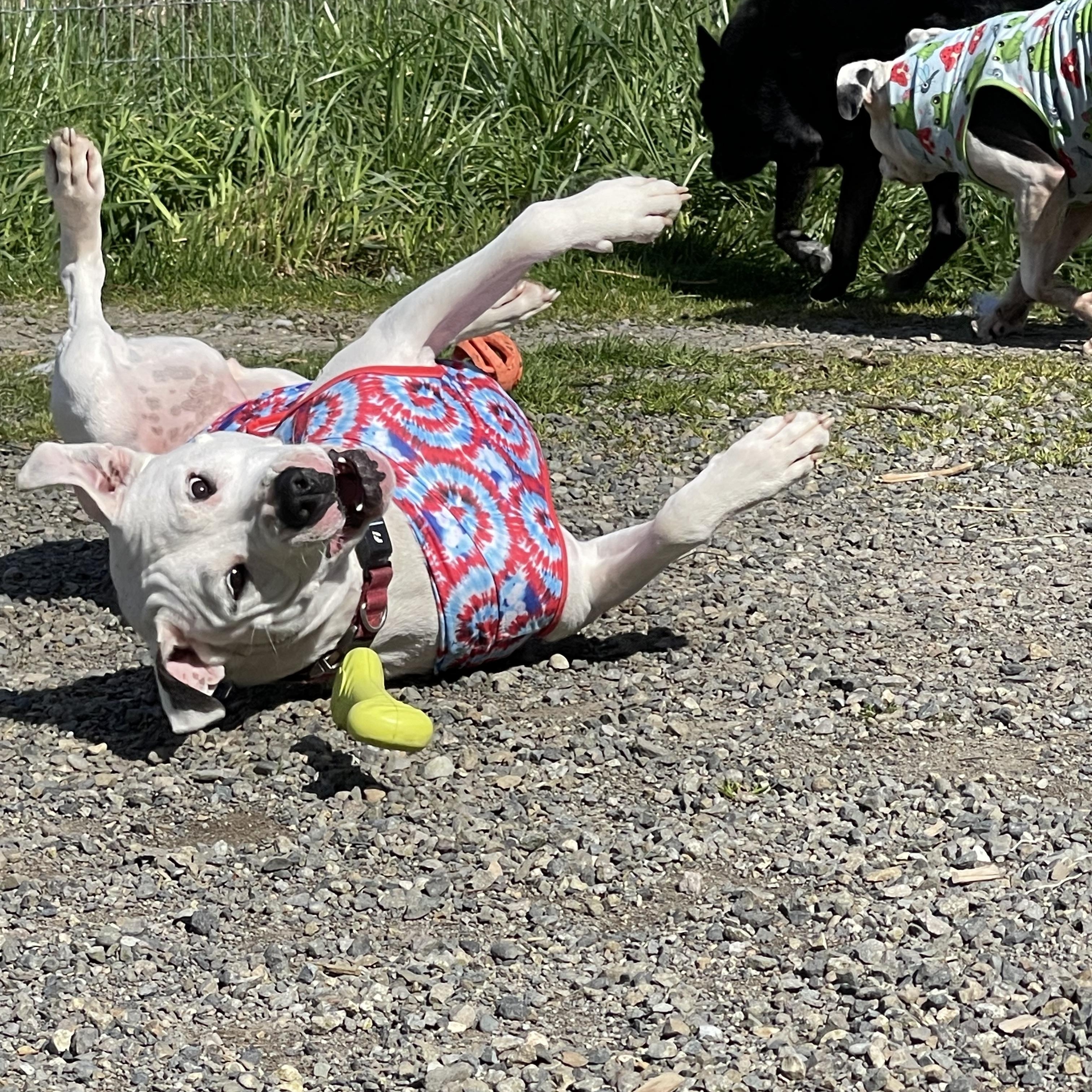 Cleo, a Adoptable mixed breed in Oakville, WA image 2/6