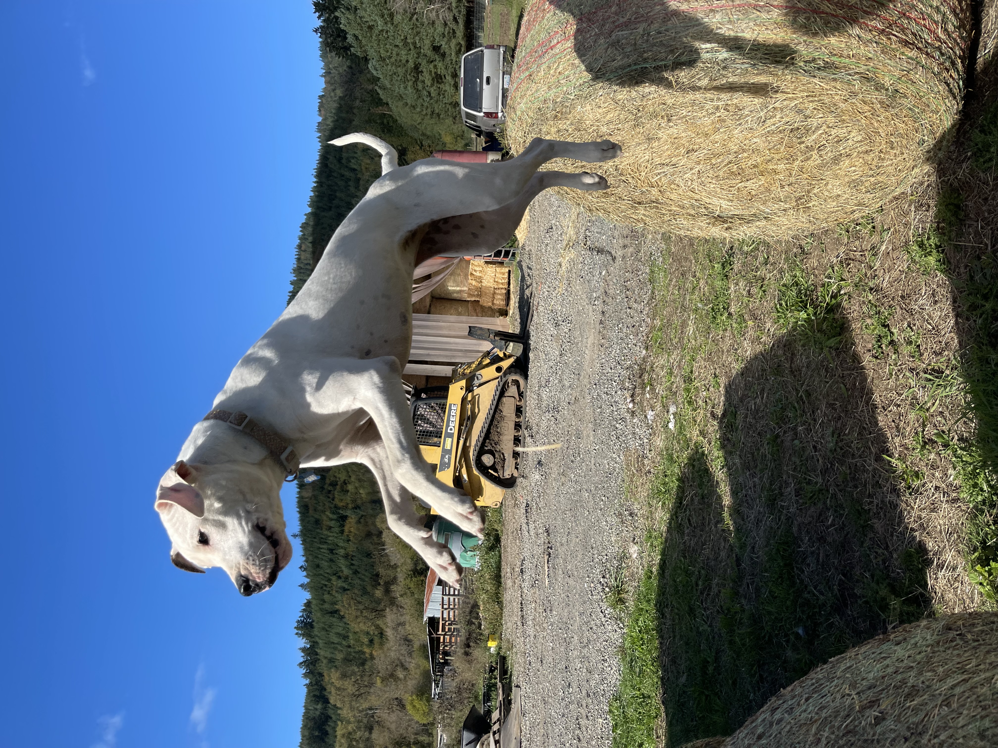 Enlarge Cleo, a Adoptable mixed breed in Oakville, WA image 5/6