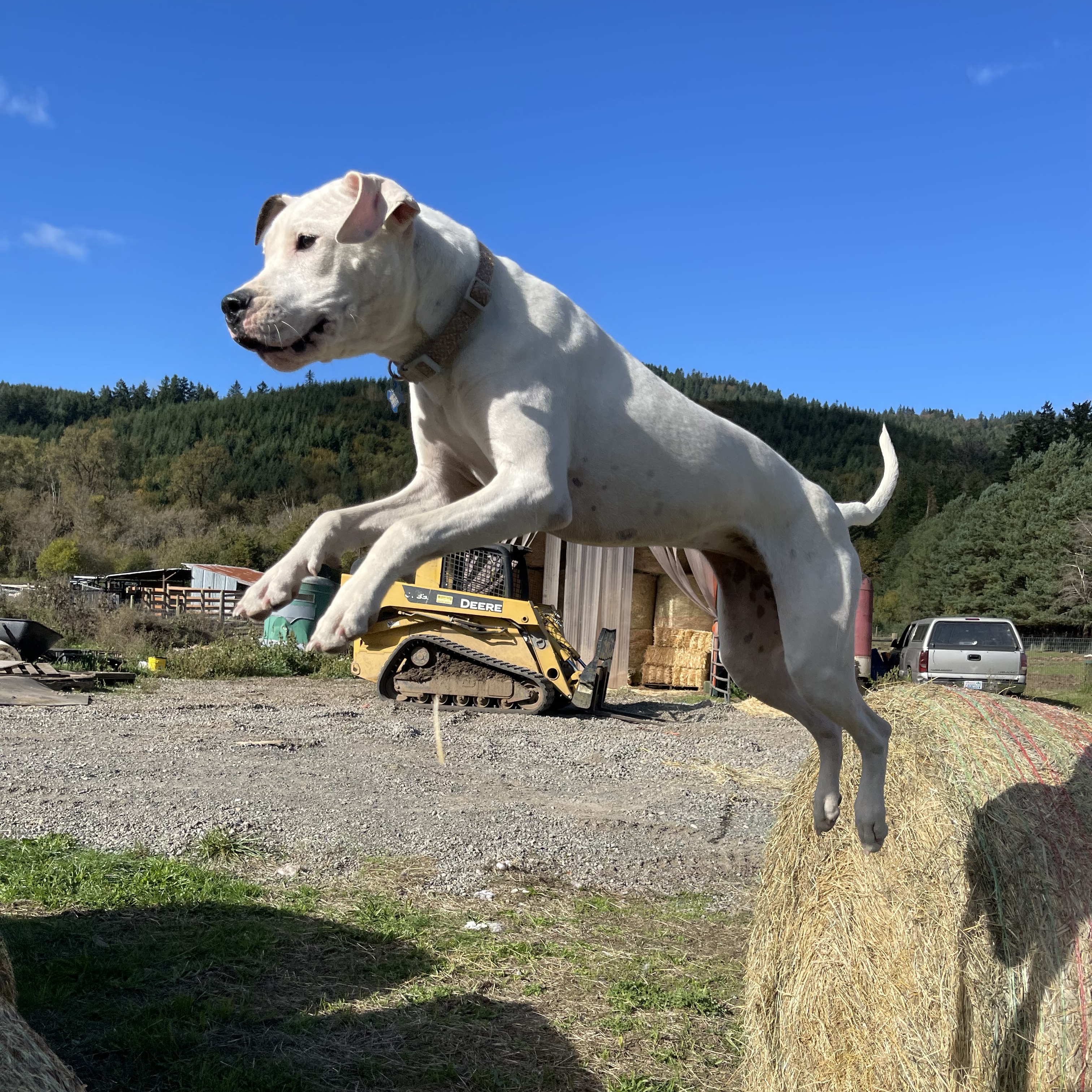 Cleo, a Adoptable mixed breed in Oakville, WA image 4/6