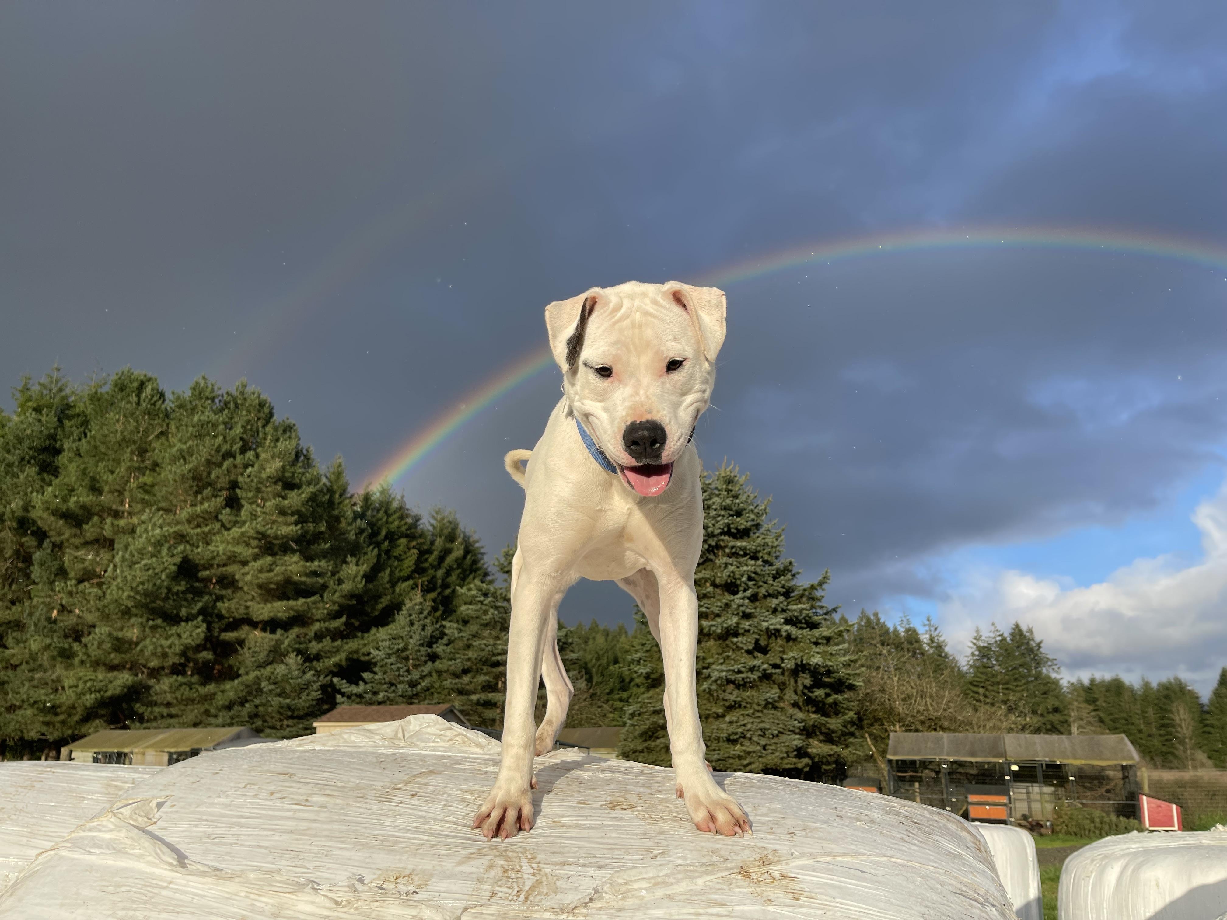 Enlarge Cleo, a Adoptable mixed breed in Oakville, WA image 3/6