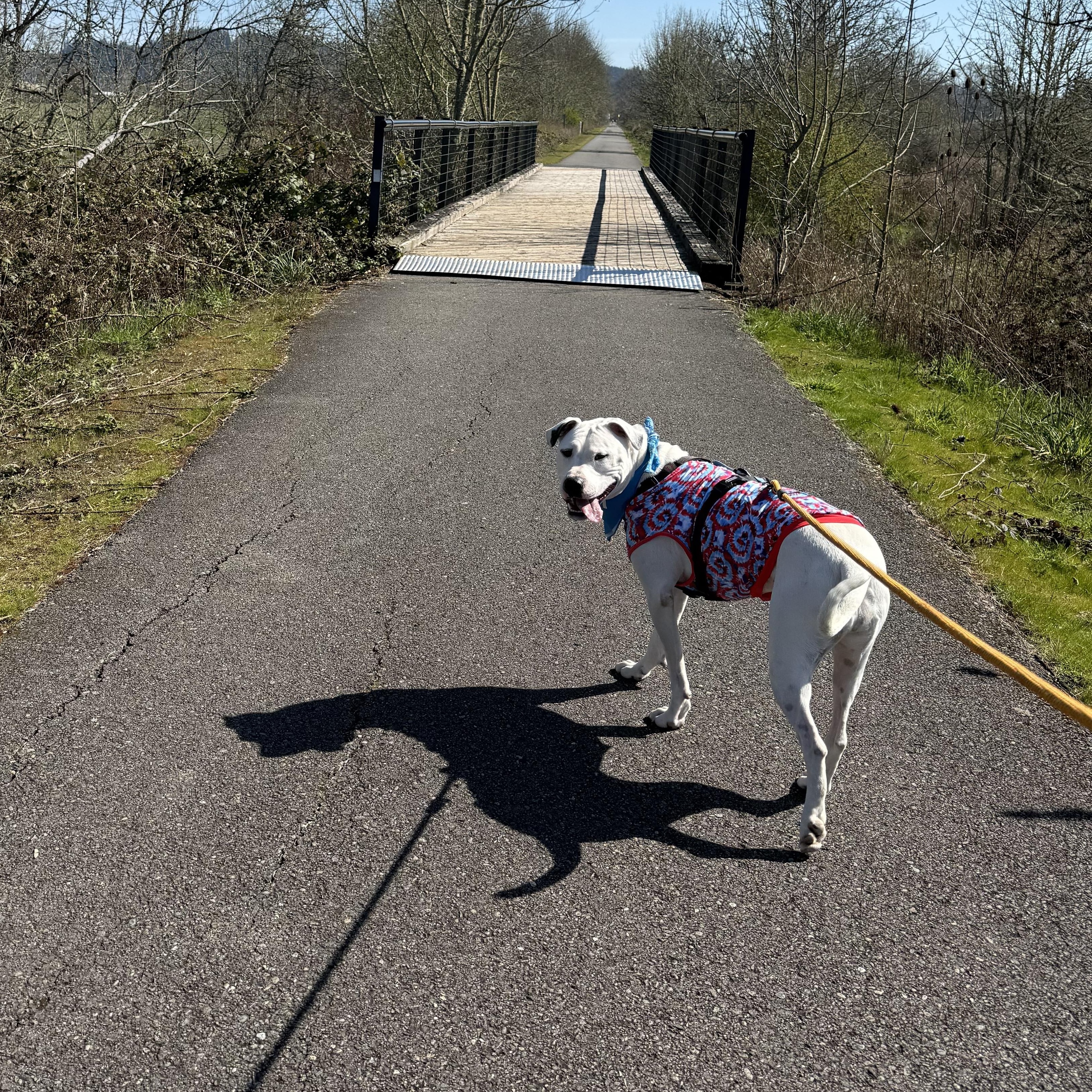 Cleo, a Adoptable mixed breed in Oakville, WA image 5/6