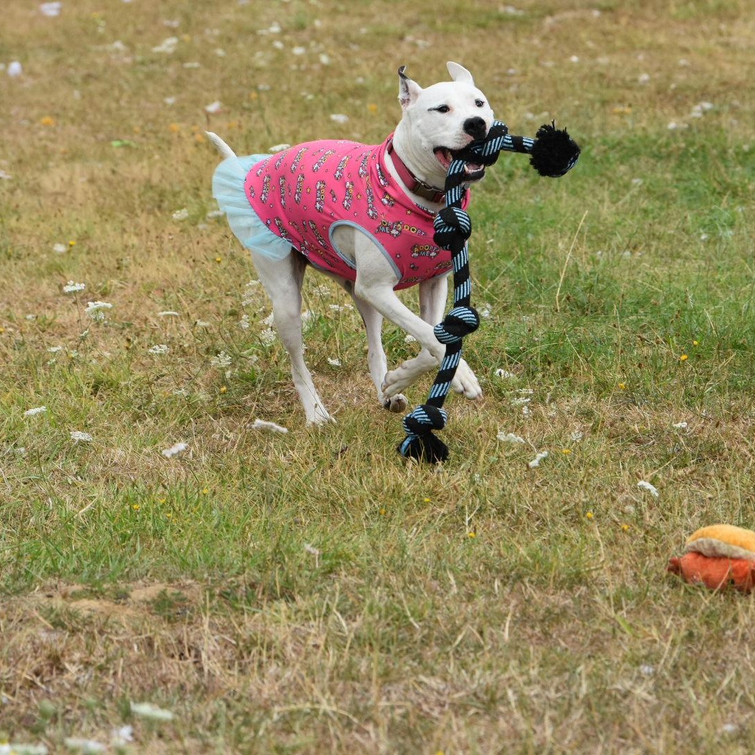 Enlarge Cleo, a Adoptable mixed breed in Oakville, WA image 5/6