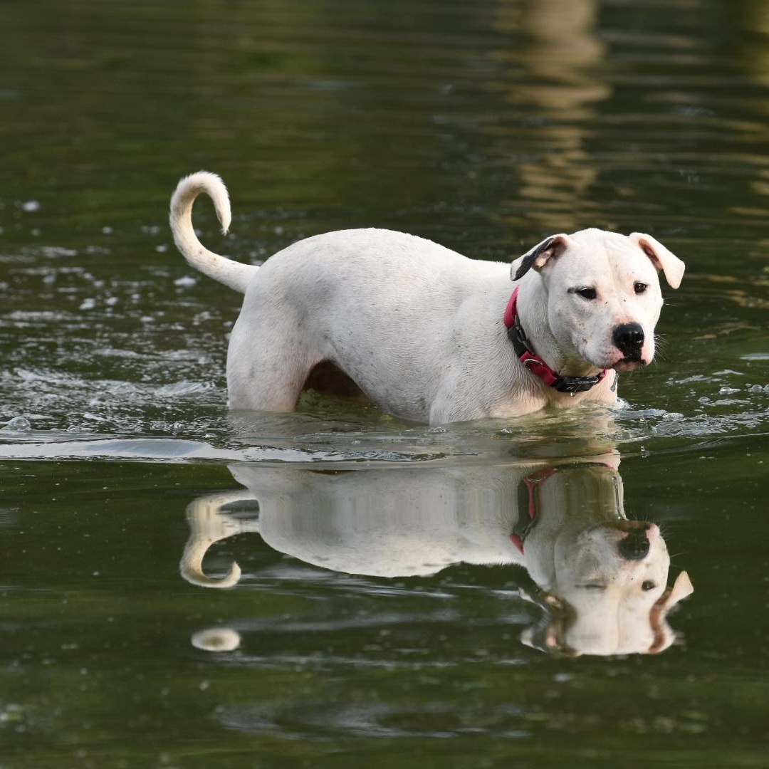 Cleo, a Adoptable mixed breed in Oakville, WA image 5/6